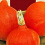 Pompoen Oranje Zon